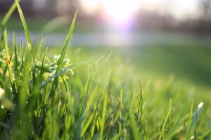 lawn treatment supplies