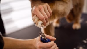 dog grooming scissor sharpening